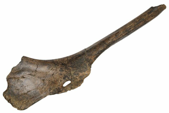 Hadrosaur (Edmontosaurus) Ischium Bone - South Dakota #192674